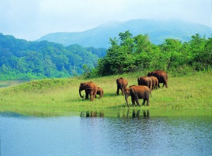 Elephant Reserve In India 