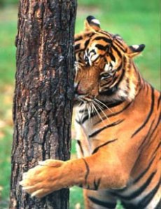 Tiger Reserves India 