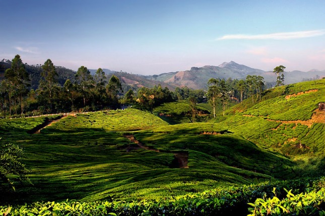 Tea Plantation In Kerala 